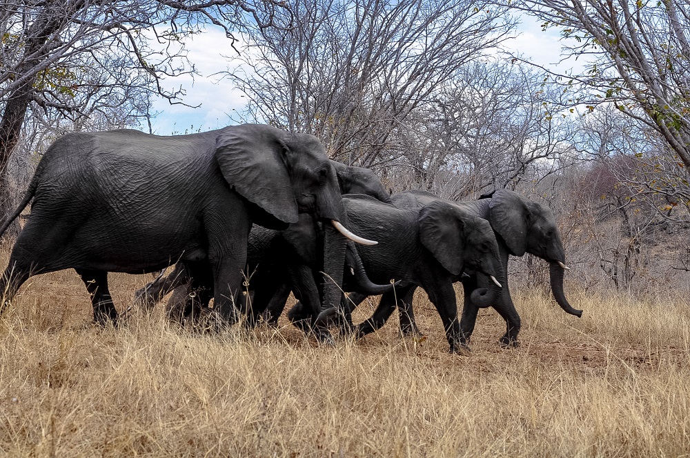 Botswana: Auf Safari durch Elefantenland